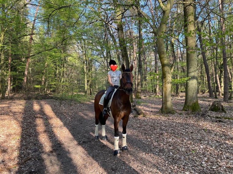 Westfaliano Caballo castrado 14 años 169 cm Castaño in Germersheim