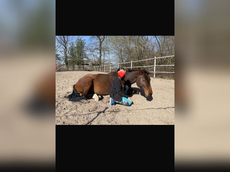 Westfaliano Caballo castrado 14 años 169 cm Castaño in Germersheim