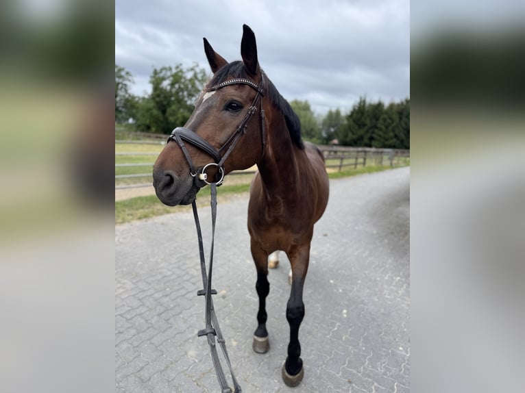 Westfaliano Caballo castrado 14 años 170 cm Castaño in Hamm