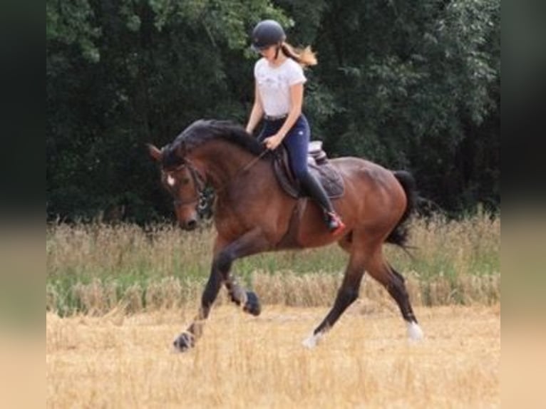 Westfaliano Caballo castrado 14 años 170 cm Castaño in Hamm