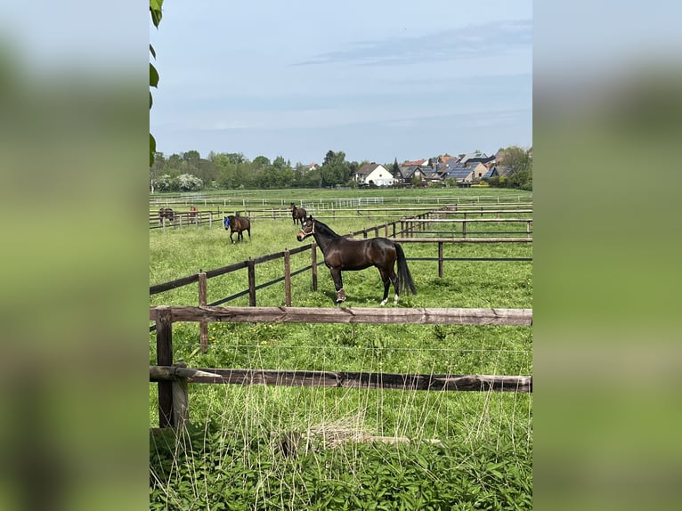 Westfaliano Caballo castrado 14 años 170 cm Castaño in Hamm