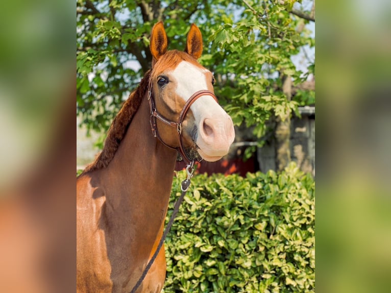 Westfaliano Caballo castrado 14 años 172 cm Alazán-tostado in Wegberg