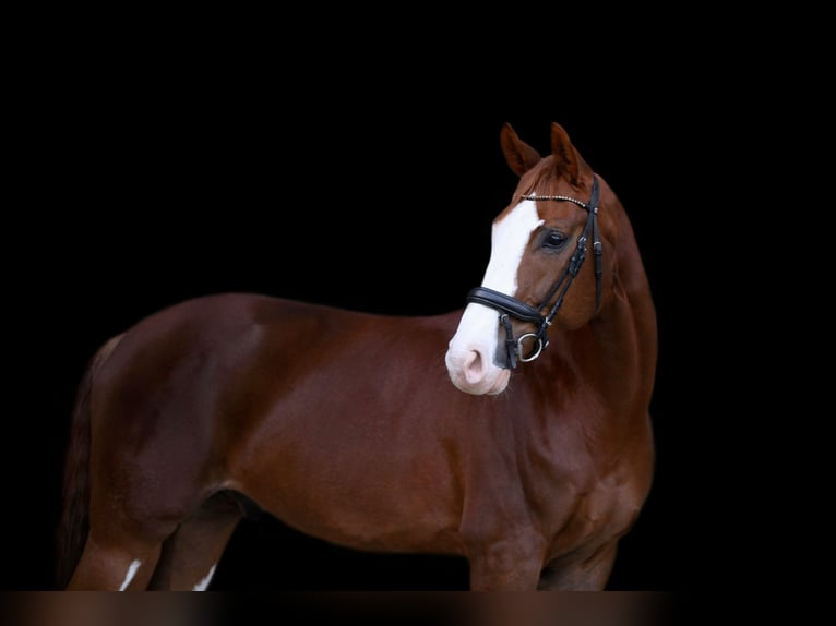 Westfaliano Caballo castrado 14 años 172 cm Alazán-tostado in Wegberg