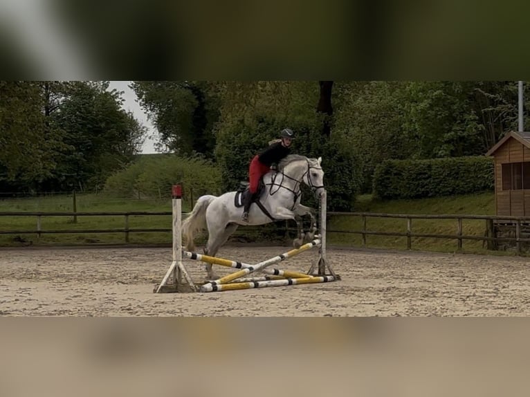 Westfaliano Caballo castrado 14 años 172 cm Tordo picazo in Detmold