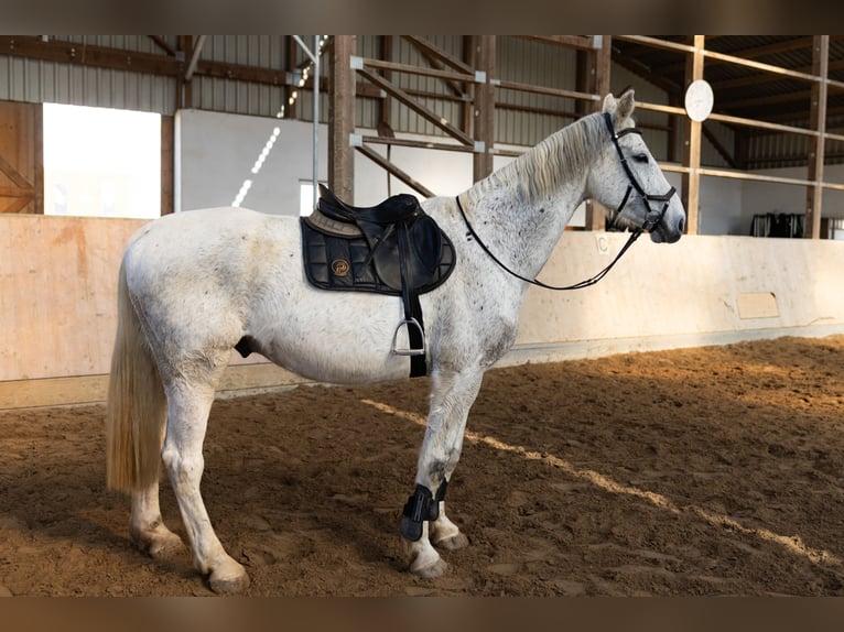 Westfaliano Caballo castrado 14 años 172 cm Tordo picazo in Hennef