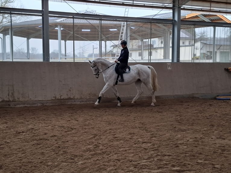 Westfaliano Caballo castrado 14 años 172 cm Tordo picazo in Hennef