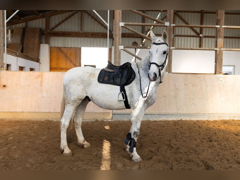 Westfaliano Caballo castrado 14 años 172 cm Tordo picazo in Hennef