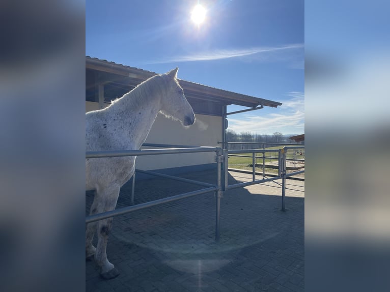 Westfaliano Caballo castrado 14 años 172 cm Tordo picazo in Hennef