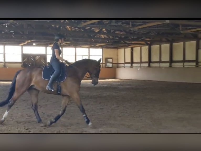Westfaliano Caballo castrado 14 años 173 cm Castaño in Bad Berleburg