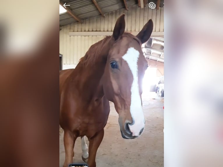 Westfaliano Caballo castrado 14 años 174 cm Alazán in Durmersheim