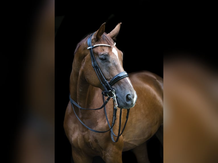 Westfaliano Caballo castrado 14 años 176 cm Alazán-tostado in Traismauer