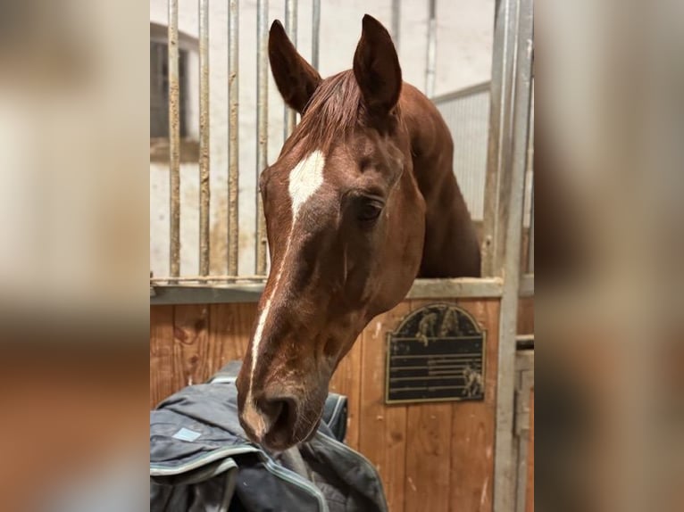 Westfaliano Caballo castrado 14 años 176 cm Alazán-tostado in Traismauer