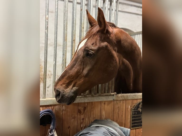 Westfaliano Caballo castrado 14 años 176 cm Alazán-tostado in Traismauer