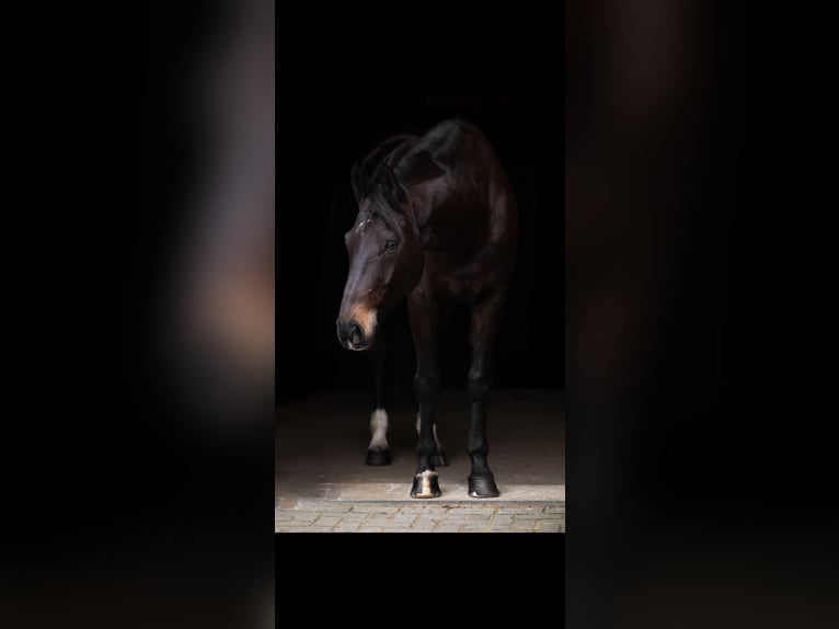 Westfaliano Caballo castrado 14 años 176 cm Castaño oscuro in Lingen