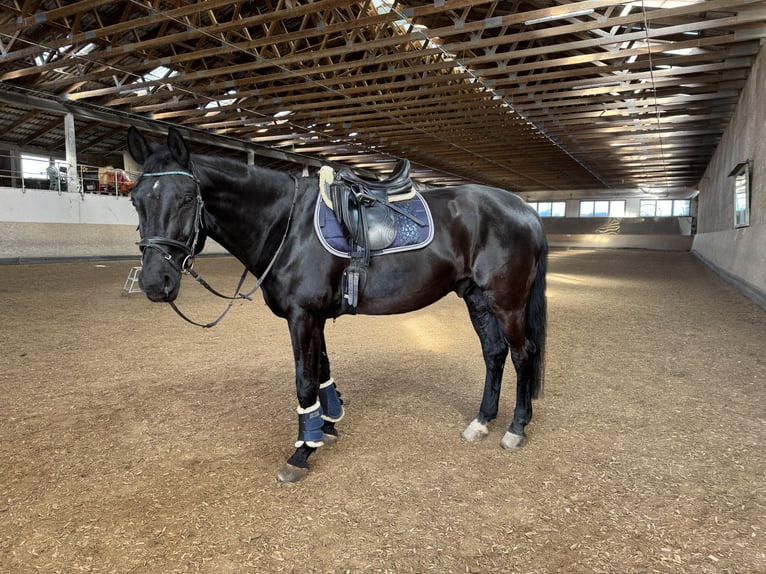 Westfaliano Caballo castrado 15 años 164 cm Negro in Nordheim