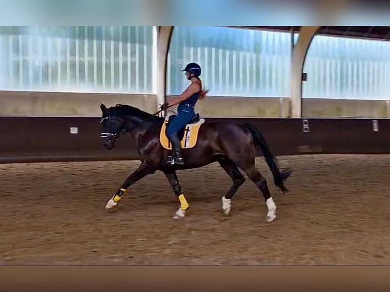 Westfaliano Caballo castrado 15 años 165 cm in Badendorf