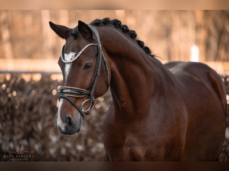 Westfaliano Caballo castrado 15 años 165 cm Castaño in Wehringen