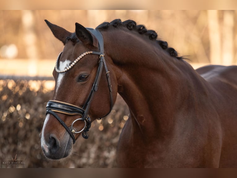 Westfaliano Caballo castrado 15 años 165 cm Castaño in Wehringen