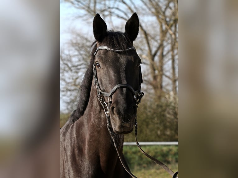 Westfaliano Caballo castrado 15 años 167 cm Negro in Pirmasens