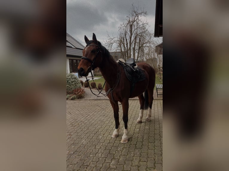 Westfaliano Caballo castrado 15 años 168 cm Castaño in Lauterbach