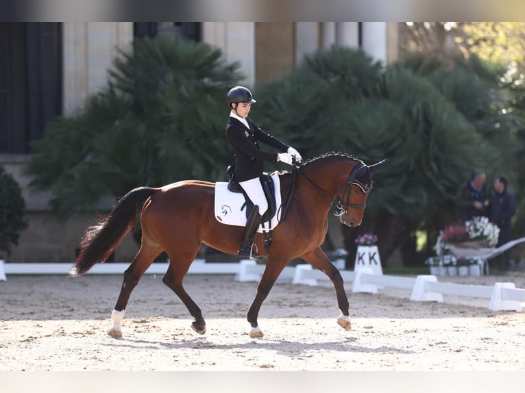 Westfaliano Caballo castrado 15 años 169 cm Castaño in La Barrosa