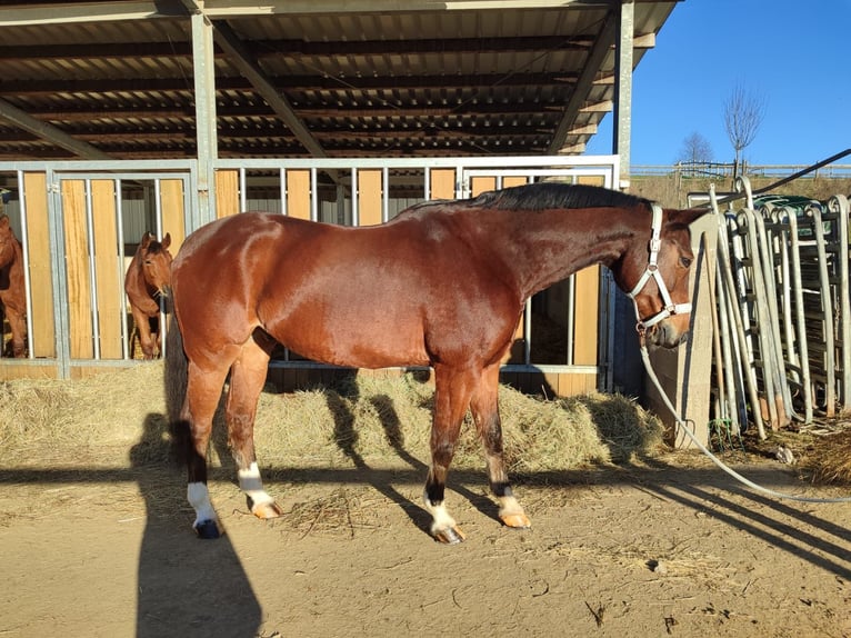 Westfaliano Caballo castrado 15 años 172 cm Castaño in Bergisch Gladbach