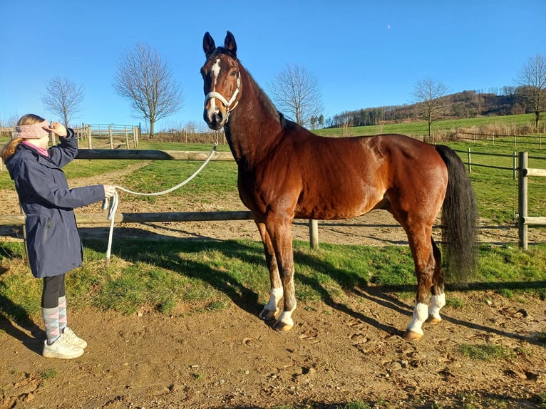 Westfaliano Caballo castrado 15 años 172 cm Castaño in Bergisch Gladbach