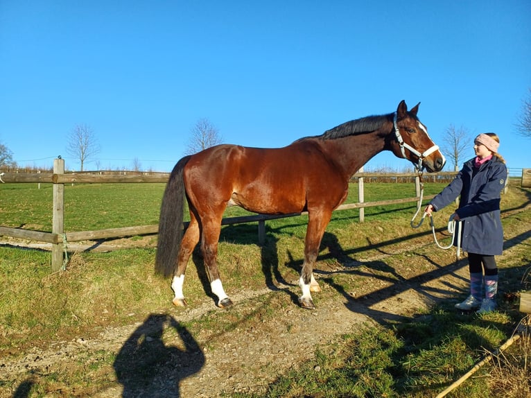 Westfaliano Caballo castrado 15 años 172 cm Castaño in Bergisch Gladbach