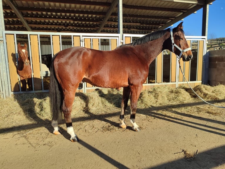 Westfaliano Caballo castrado 15 años 172 cm Castaño in Bergisch Gladbach