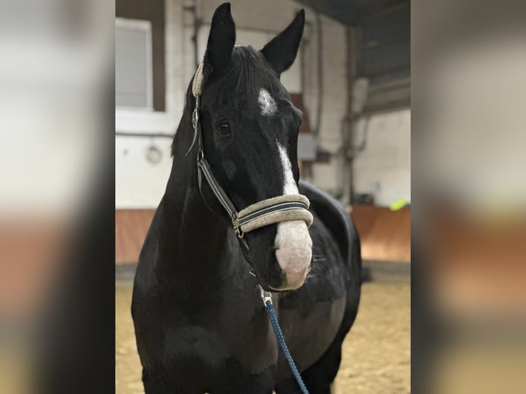 Westfaliano Caballo castrado 15 años 174 cm Negro in Schlangen