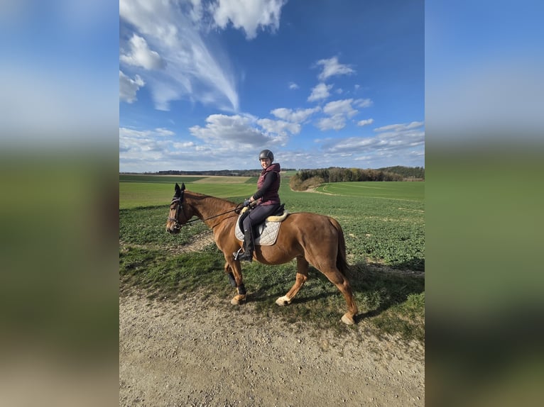 Westfaliano Caballo castrado 15 años 175 cm Alazán in Haag an der Amper
