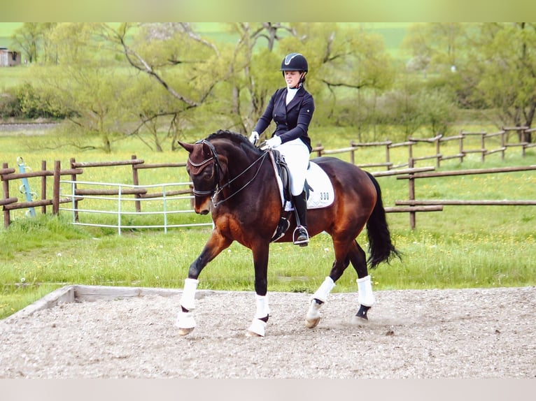 Westfaliano Caballo castrado 15 años 175 cm Castaño in Sulzbach am Main