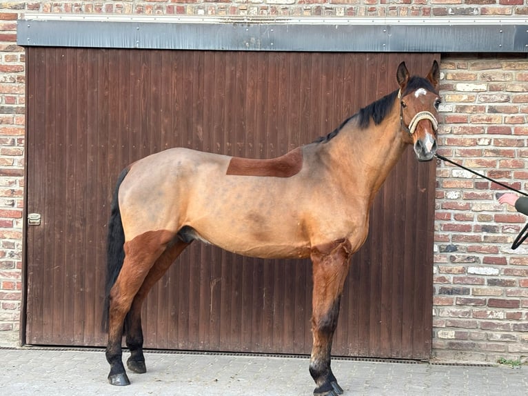 Westfaliano Caballo castrado 15 años 175 cm Castaño in Grevenbroich