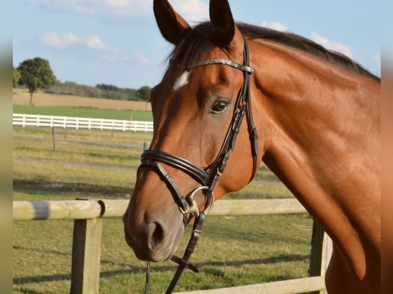 Westfaliano Caballo castrado 15 años 175 cm Castaño in Ense
