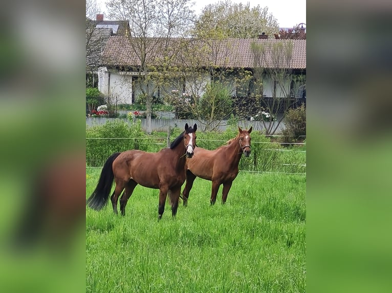 Westfaliano Caballo castrado 15 años 175 cm Castaño in Schwegenheim