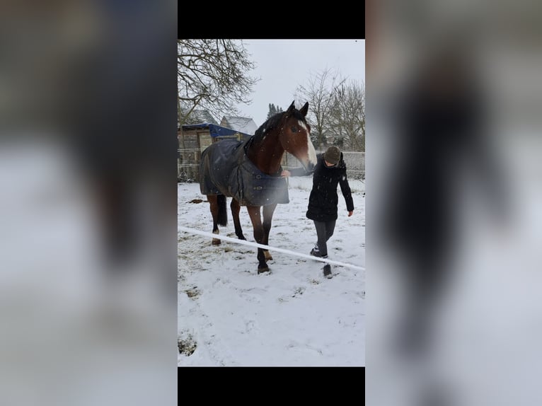 Westfaliano Caballo castrado 15 años 175 cm Castaño in Schwegenheim