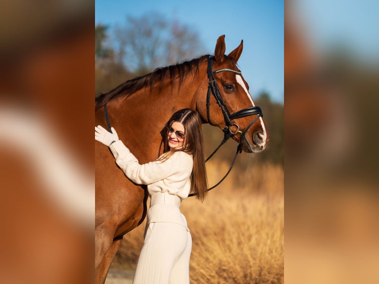 Westfaliano Caballo castrado 16 años 165 cm Alazán-tostado in Mol