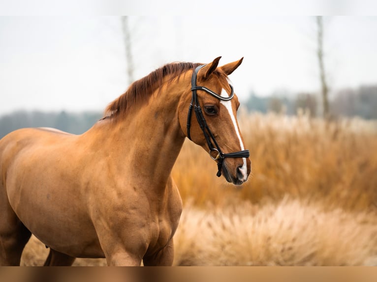 Westfaliano Caballo castrado 16 años 165 cm Alazán-tostado in Mol