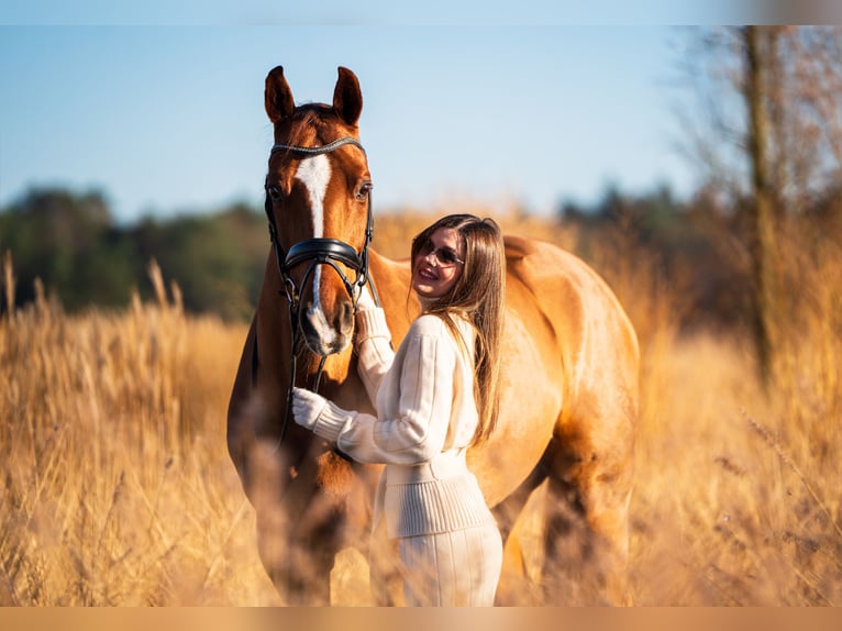 Westfaliano Caballo castrado 16 años 165 cm Alazán-tostado in Mol