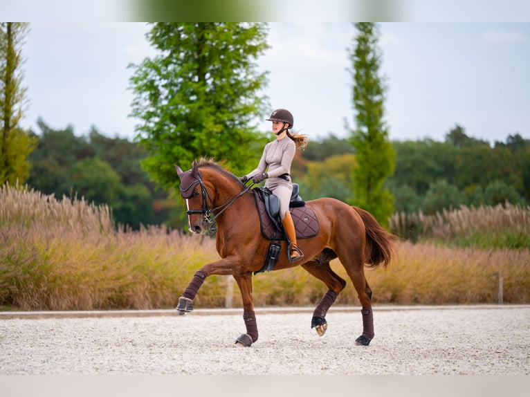 Westfaliano Caballo castrado 16 años 165 cm Alazán-tostado in Mol