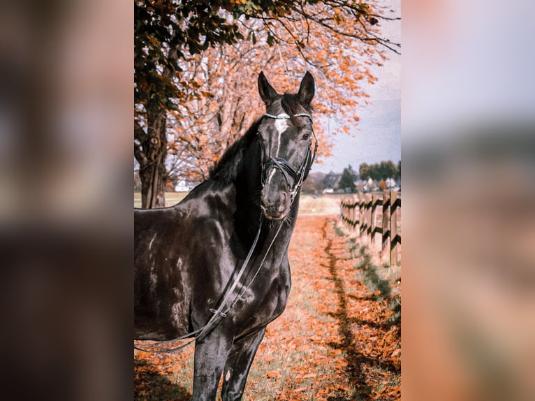 Westfaliano Caballo castrado 16 años 165 cm Negro in Herzebrock-Clarholz