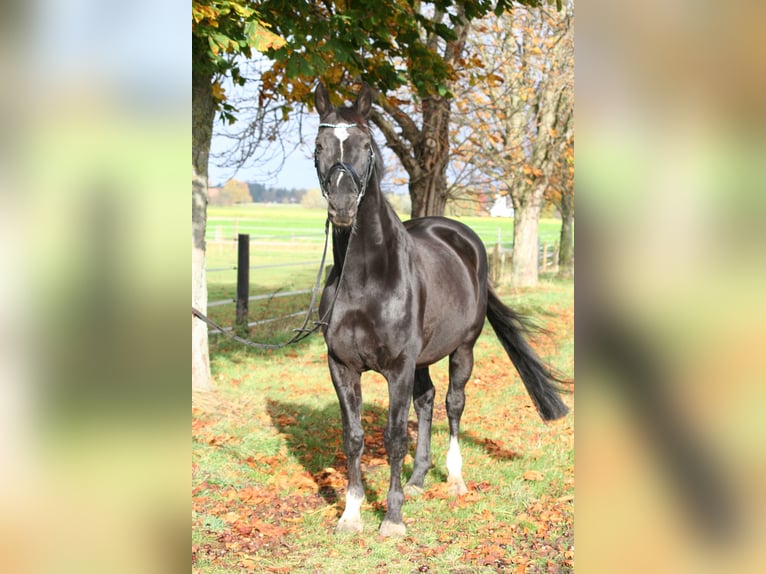 Westfaliano Caballo castrado 16 años 165 cm Negro in Herzebrock-Clarholz