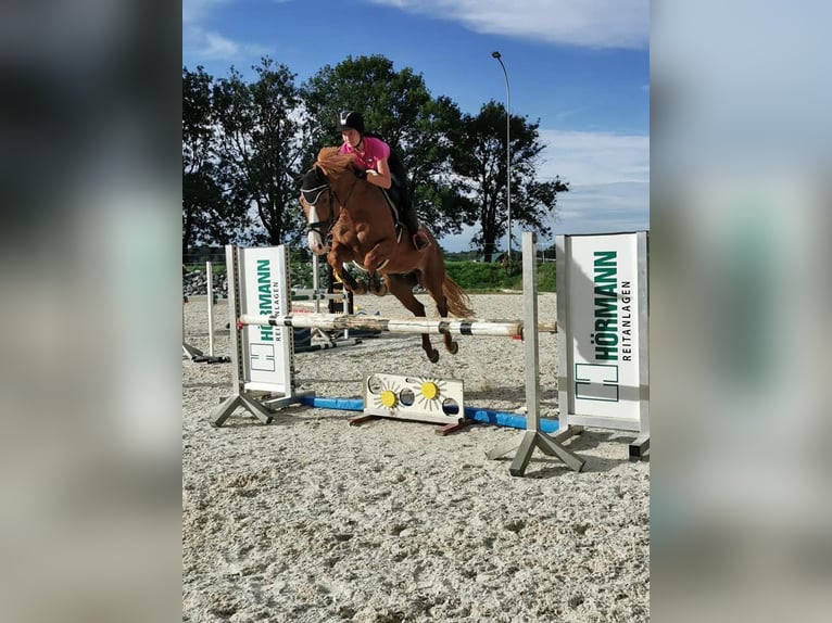 Westfaliano Caballo castrado 16 años 167 cm Alazán in Meiningen