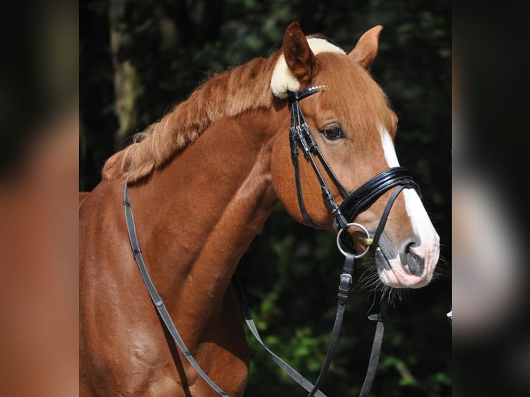 Westfaliano Caballo castrado 16 años 167 cm Alazán in Meiningen