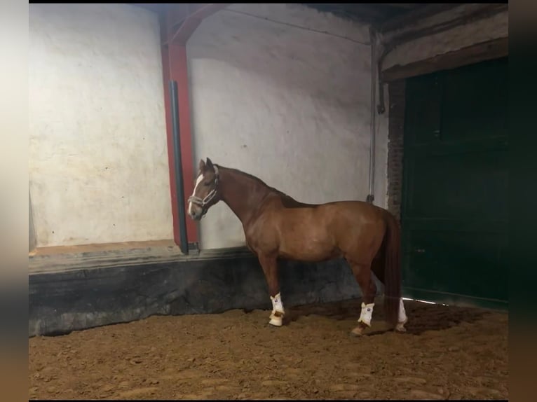 Westfaliano Caballo castrado 16 años 168 cm Alazán in Geldern