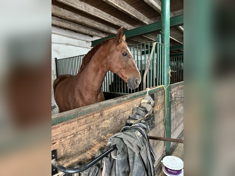 Westfaliano Caballo castrado 16 años 168 cm Alazán in Geldern