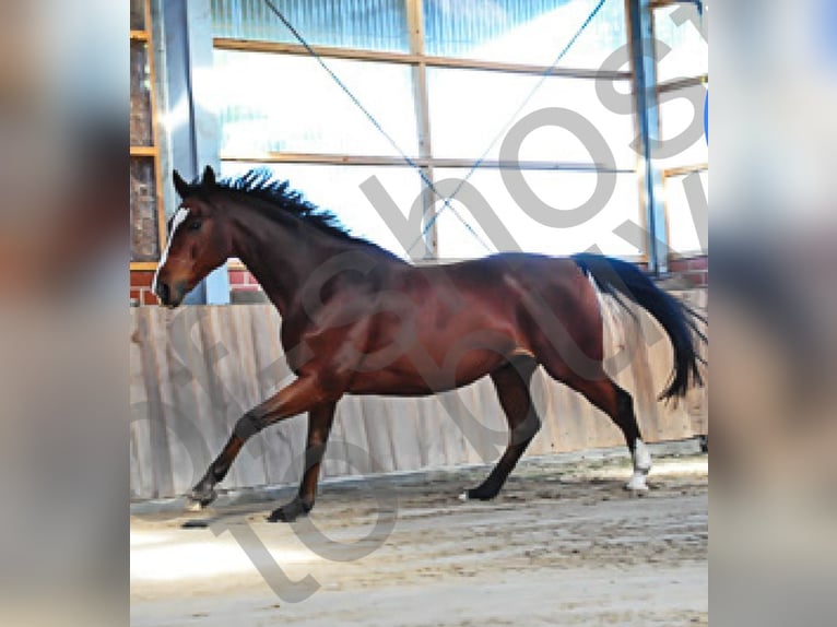Westfaliano Caballo castrado 16 años 168 cm Castaño in Westerkappeln
