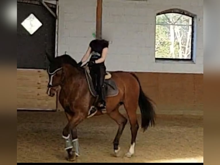 Westfaliano Caballo castrado 16 años 168 cm Castaño in Westerkappeln