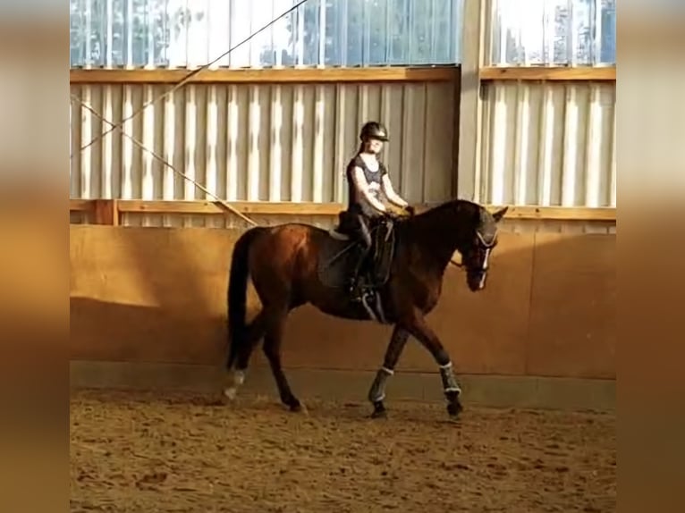 Westfaliano Caballo castrado 16 años 168 cm Castaño in Westerkappeln