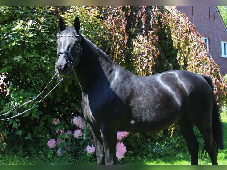 Westfaliano Caballo castrado 16 años 168 cm Morcillo in Datteln